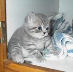 Feline kittens have a  cute  stereotype