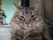 The Maine Coon's  ruff .