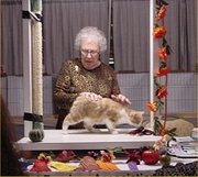 A show cat (Manx) being judged at a show