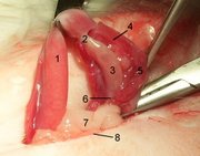Spaying of a female cat.