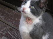 Visible tick damage on a kitten