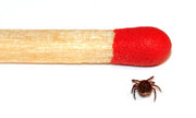 male tick size comparison