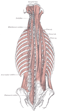 Sacrospinalis