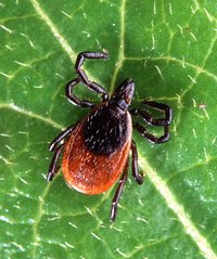 Adult deer tick.