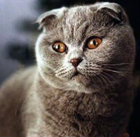 The Scottish Fold