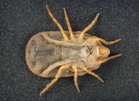 Carios kelleyi, a species of soft tick. (Credit:  Center for Disease Control & Prevention Public Health Image Library).