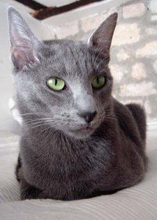 Russian Blue cat