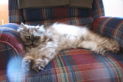 Blue Tabby Persian