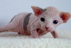 Sphynx Kitten - 2 Weeks