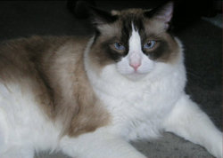 A sealpoint, bicolor Ragdoll.