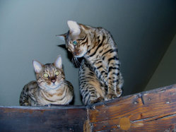 Two male Bengal Cats.