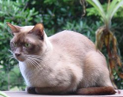 Pedigree Chocolate Burmese,  Pipmo Golden Padung 