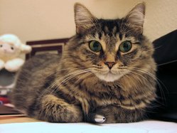  Brown mackerel tabby domestic longhair