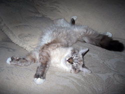 A young, purebred Ragdoll asleep.