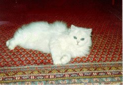 Persian silver shaded