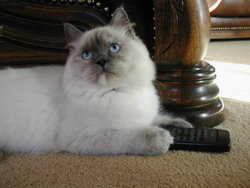 A lilac tortie-point Ragdoll.