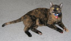 tortoiseshell cat.