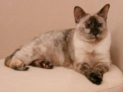 A tortoiseshell-point Siamese cat.