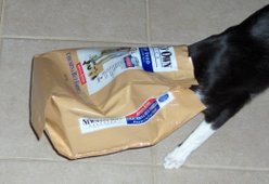 An Oriental Shorthair curious about a bag of cat food