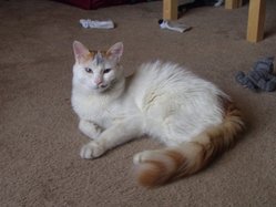 Immature male red tabby Turkish Van