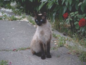Adult female  apple-headed  Siamese cat
