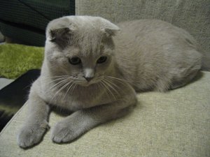A young  single fold  Scottish Fold.