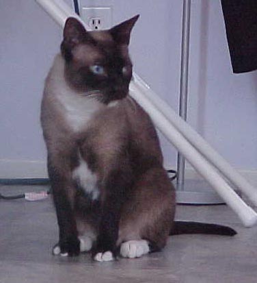 Image:chaisnowshoe.jpg