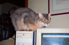 A blue Somali