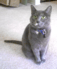 A Blue/Dilute  Tortie  cat.